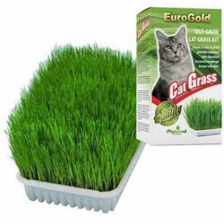 EuroGold Cat Grass Kedi Çimi - EuroGold