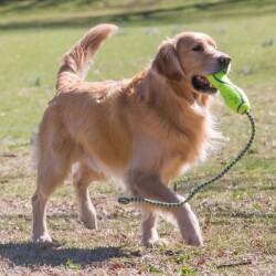 Kong Air Dog Fetch Stik İpli Köpek Oyuncağı Large - 3