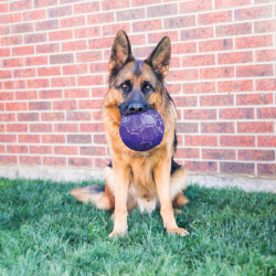 Kong Flexball Top Medium Large Irk Plastik Köpek Oyuncağı - 3