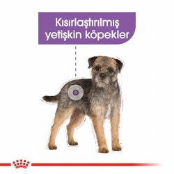 Royal Canin Ccn Mini Sterilised Küçük Irk Kısırlaştırılmış Köpek Maması 3 Kg - 2