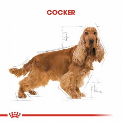 Royal Canin Cocker Spaniel Adult Yetişkin Köpek Maması 3 Kg - 2