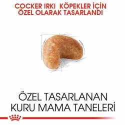 Royal Canin Cocker Spaniel Adult Yetişkin Köpek Maması 3 Kg - 3