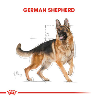 Royal Canin German Shepherd Adult Yetişkin Köpek Maması 11 Kg - 2