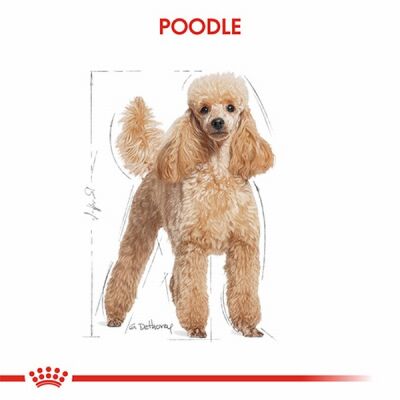 Royal Canin Poodle Pouch Adult Yetişkin Köpek Konservesi 12 Adet 85 Gr - 3