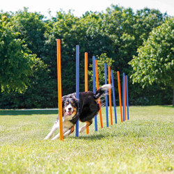 Trixie Agility Köpek Eğitim Direkleri 13x110 Cm 12'li - 3