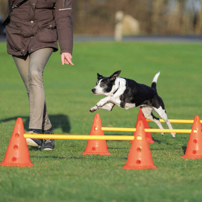 Trixie Agility Köpek Eğitim Oyuncağı 3'lü 23x30x78 Cm - 1